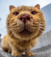 Непростая история одного кота.