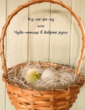 Ку-ка-ре-ку или Чудо-птица в добрые руки.