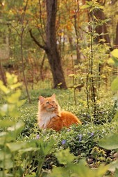 Бильбо Бэггинс, мистер кот! Неоконченные предания